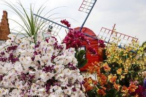 Expoflora começa na próxima sexta-feira e espera atrair 240 mil visitantes