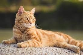 Gatos lideram crescimento nos lares brasileiros, mas você sabe quais os principais cuidados com esses pets?