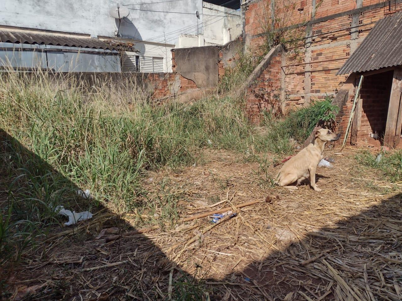 Resgate de fêmeas pitbull e SRD com 11 filhotes em situação precária comove equipes da PMNO e da AAANO