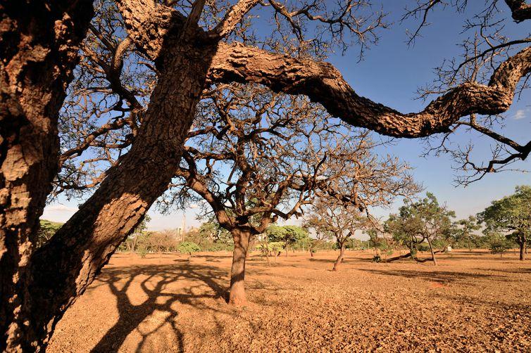 Hoje é Dia: bioma Cerrado, berço das águas, é celebrado neste domingo