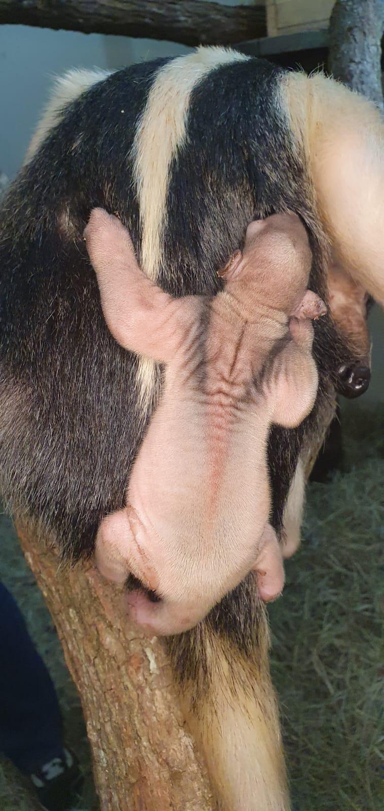 Zooparque Itatiba registra o primeiro nascimento de tamanduá-mirim
