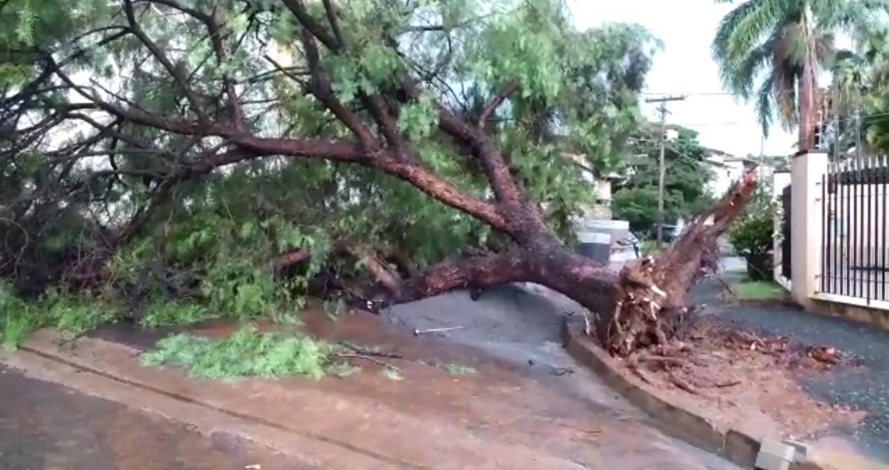 Chuva causa alagamento e quedas de árvores em Campinas