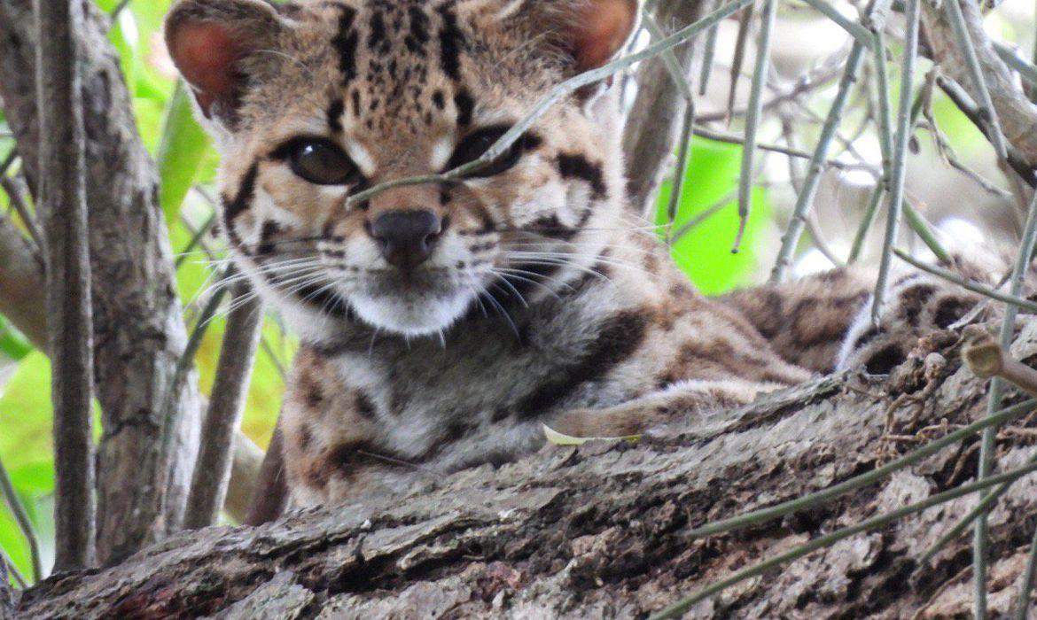 Espécie rara de felino ameaçada de extinção é avistada no norte do RJ