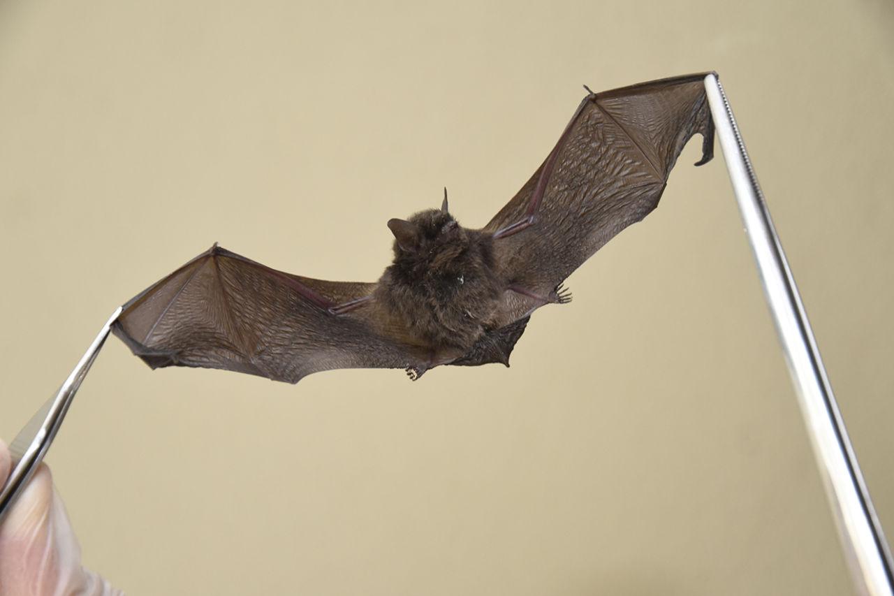 Jundiaí registra terceiro morcego positivo para raiva