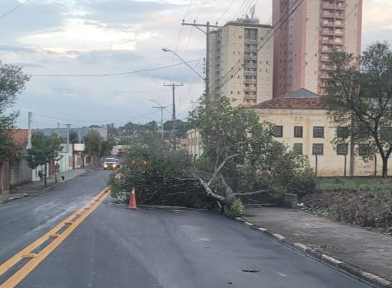 Temporal causa queda de árvores na cidade 