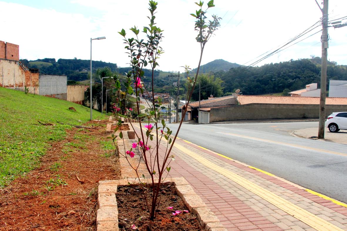 ‘Arborização + Segura’ foca na prevenção de acidentes com rede elétrica