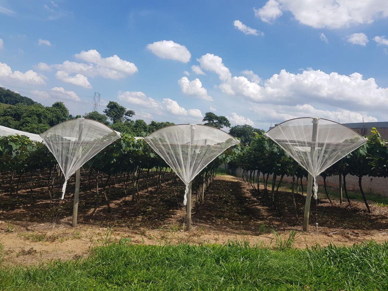 Jundiaí sedia evento de Cultivo Protegido do Circuito das Frutas