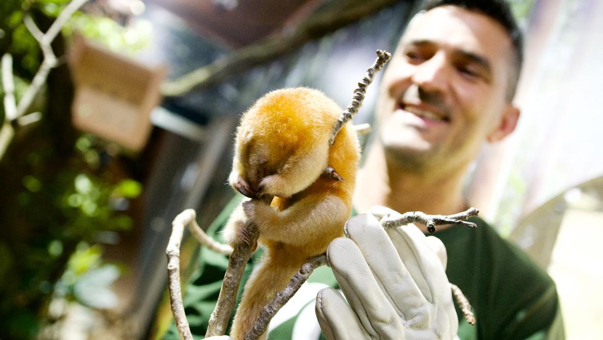 Zooparque Itatiba: Menor tamanduá do mundo é o único da espécie sob cuidados humanos