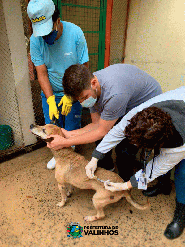 Morcego testa positivo para raiva e Zoonoses intensifica prevenção em Valinhos