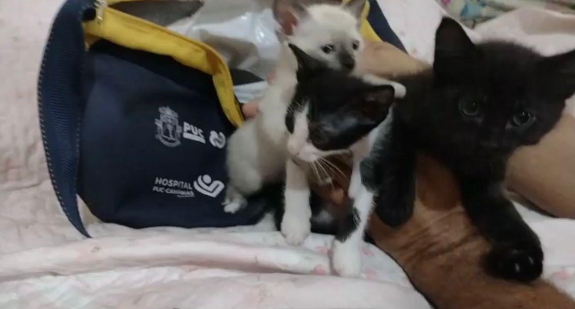 Homem abandona cinco gatos dentro de uma bolsa térmica em Campinas