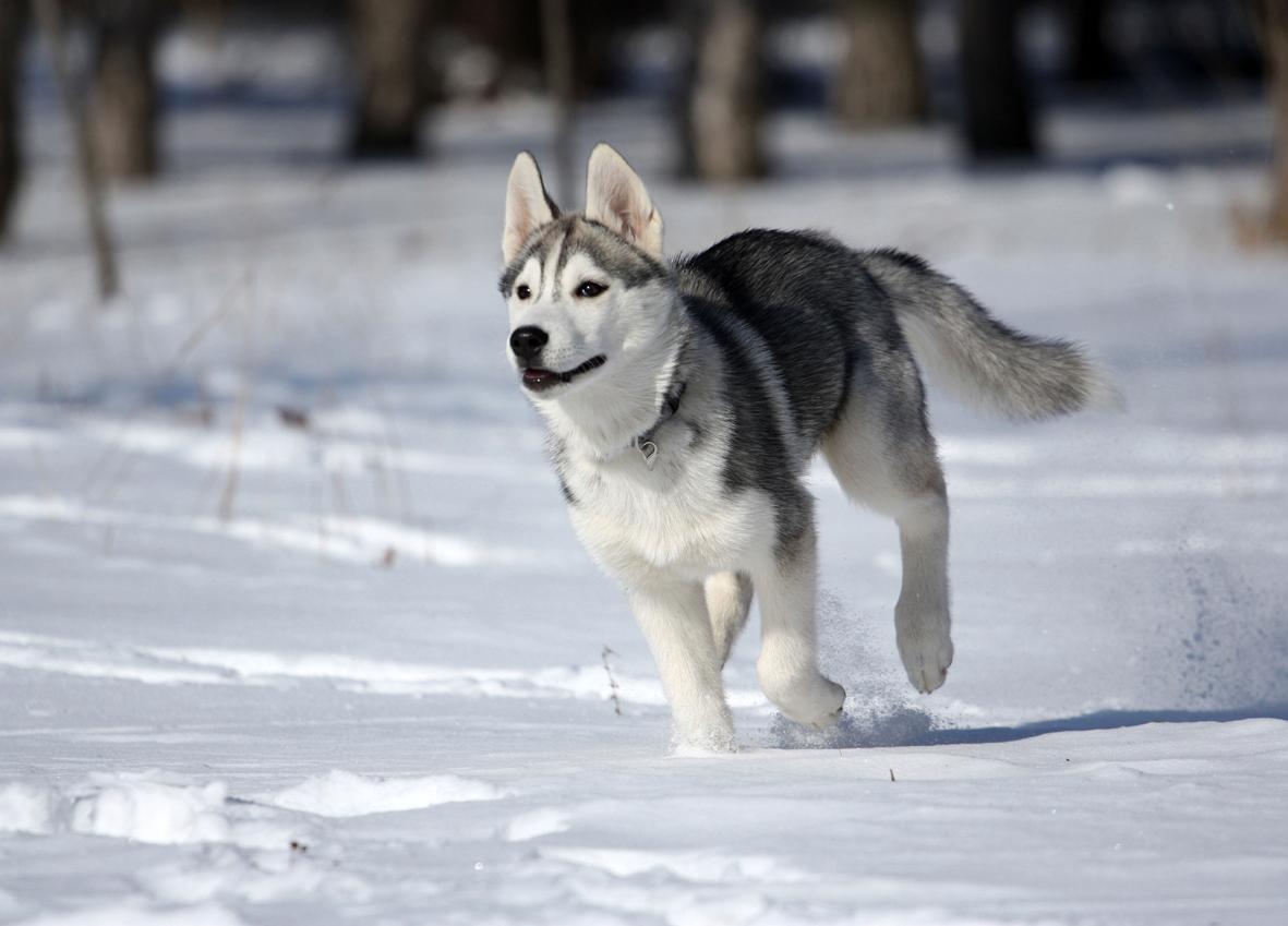 Husky Siberiano, o admirável cão da neve