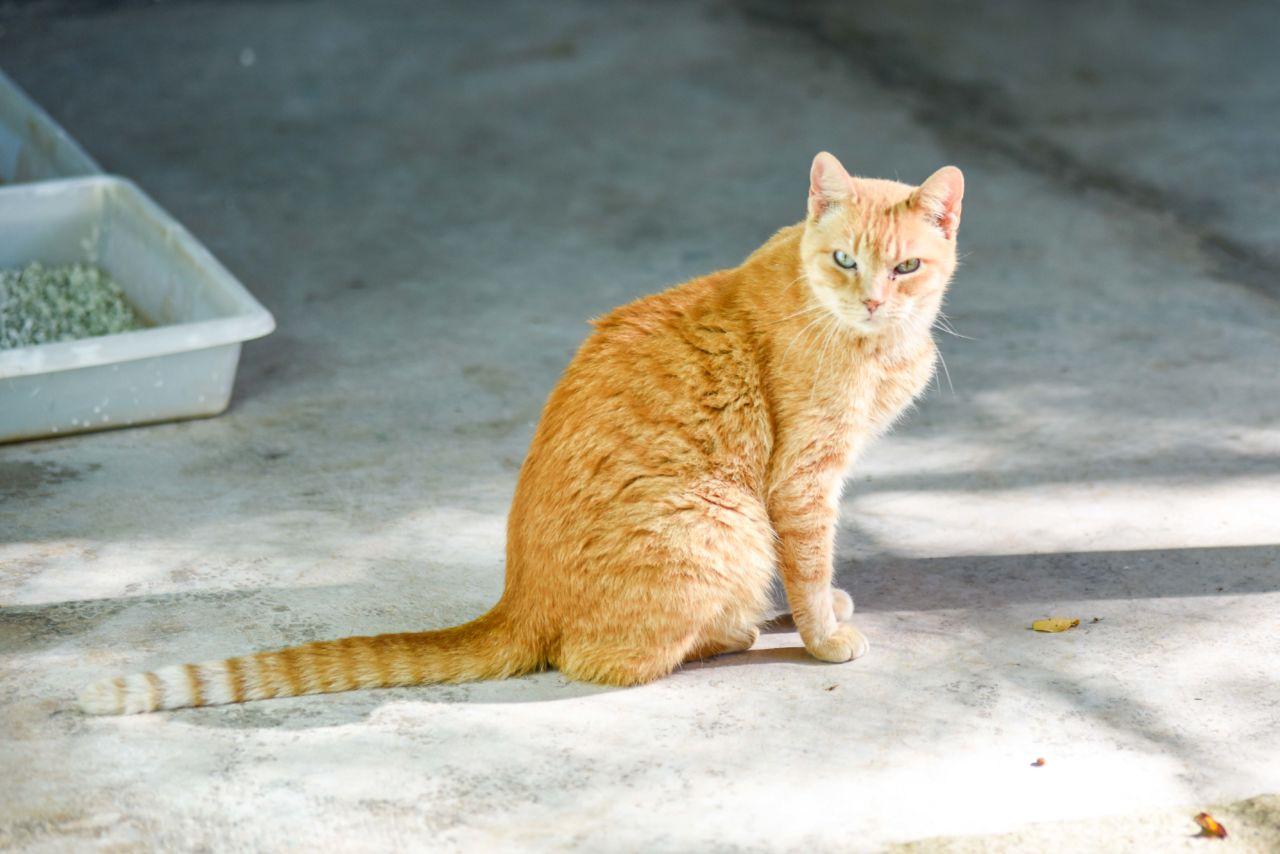 Esporotricose: gatos não castrados estão mais expostos