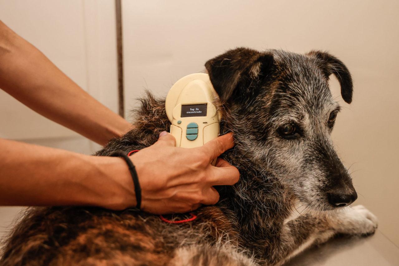 Contra abandono e maus-tratos, pets de Jundiaí serão microchipados