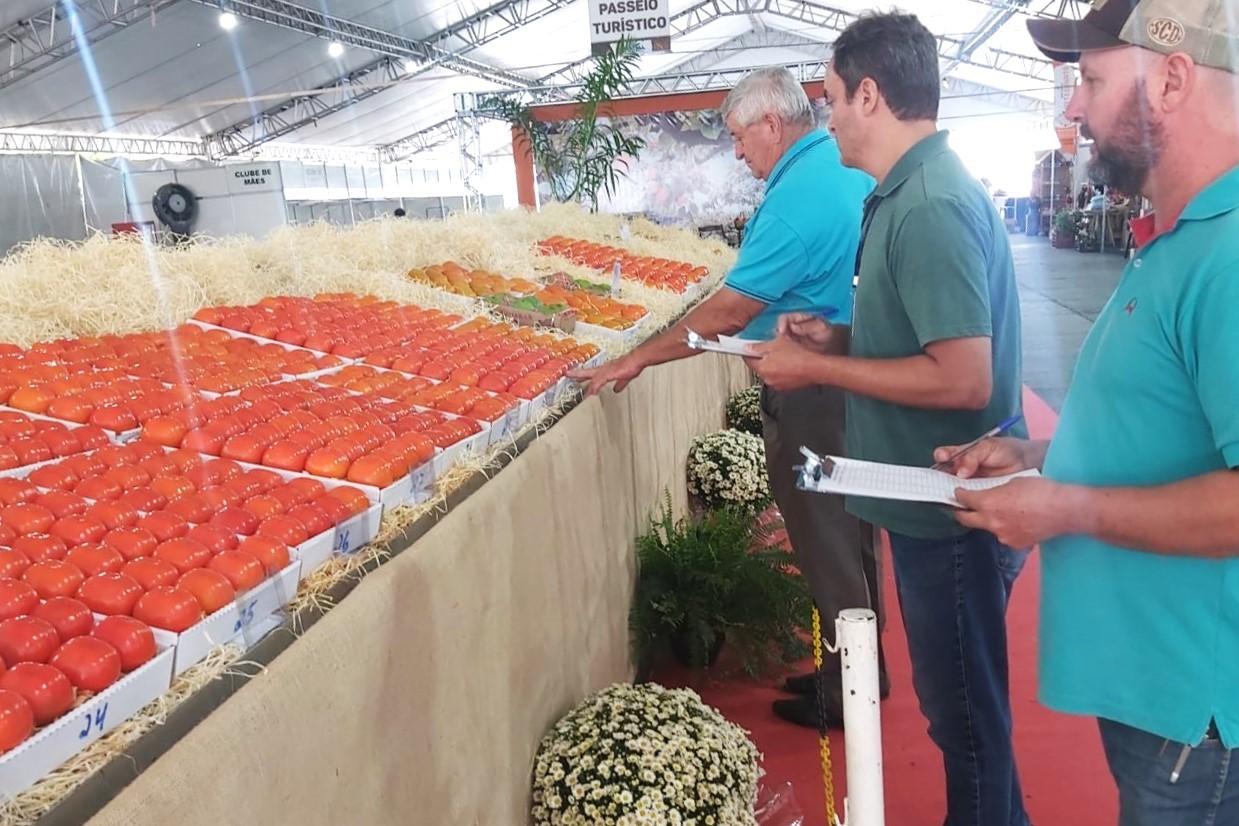 Festa do Caqui & Cia. começa hoje com exposição de frutas premiadas