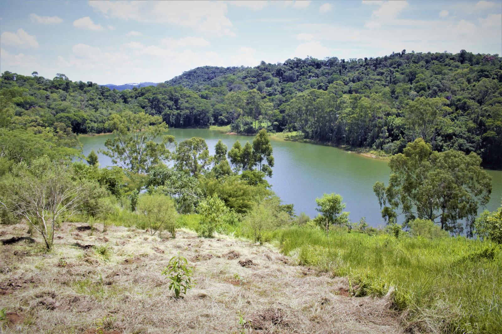 IPÊ planta mais de 450 mil árvores com apoio de empresas  na temporada de chuvas 2022/2023