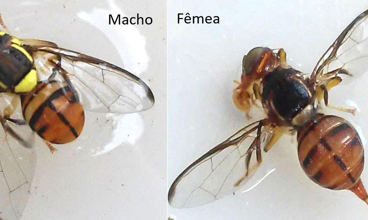 Ministério declara Roraima área de quarentena para mosca da carambola