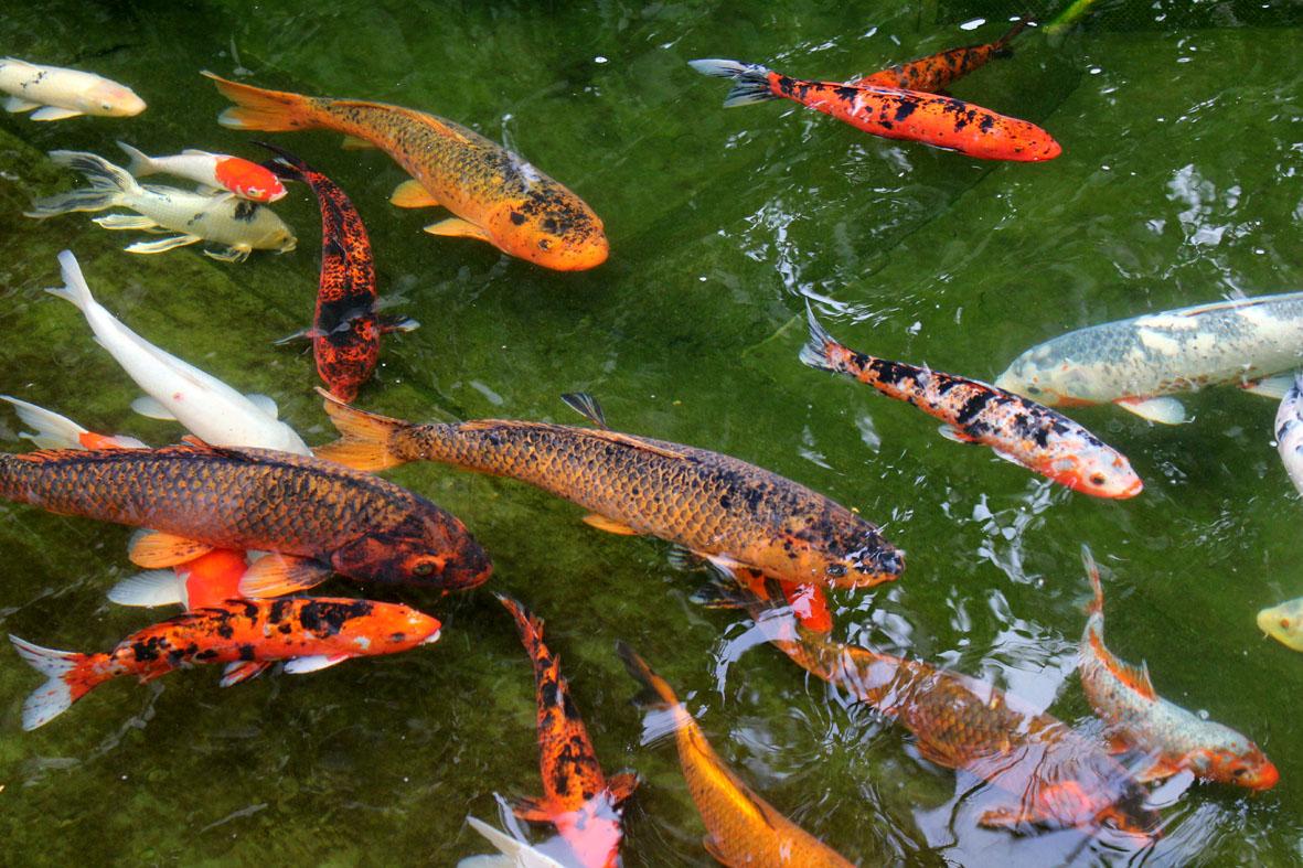 Carpa, um peixe que encanta!