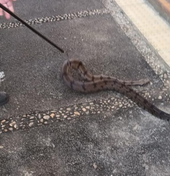 Jiboia é encontrada e resgatada por biólogo no Campus I da Puc Campinas