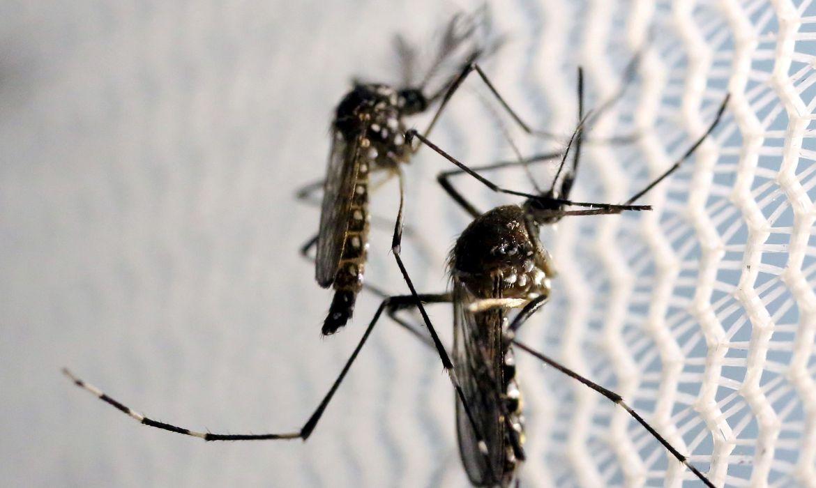 Saúde lança campanha após aumento da dengue, Zika e chikungunya