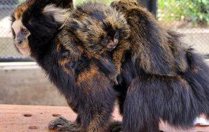 SP registra nascimento de espécie rara de sagui-da-serra-escuro