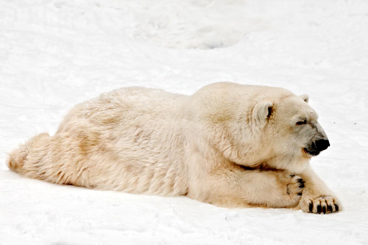 O poderoso urso das neves