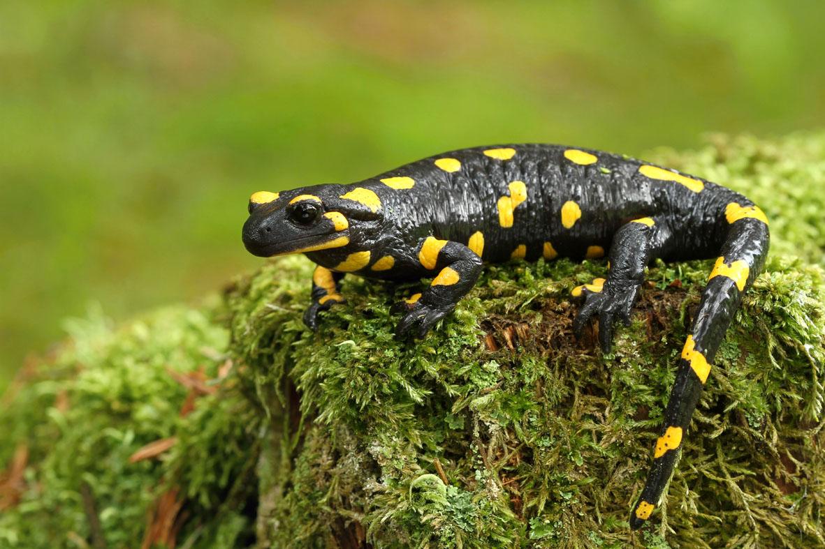 Salamandra, um dos bichinhos mais velhos do mundo!