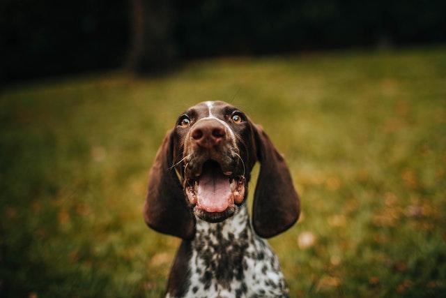 Entenda o que causa e como tratar as manchas nos pelos dos cães