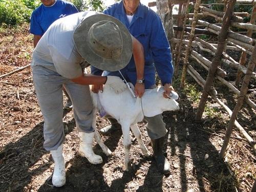 Febre Aftosa: campanha de vacinação de SP de maio de 2023 bate recorde de vacinação