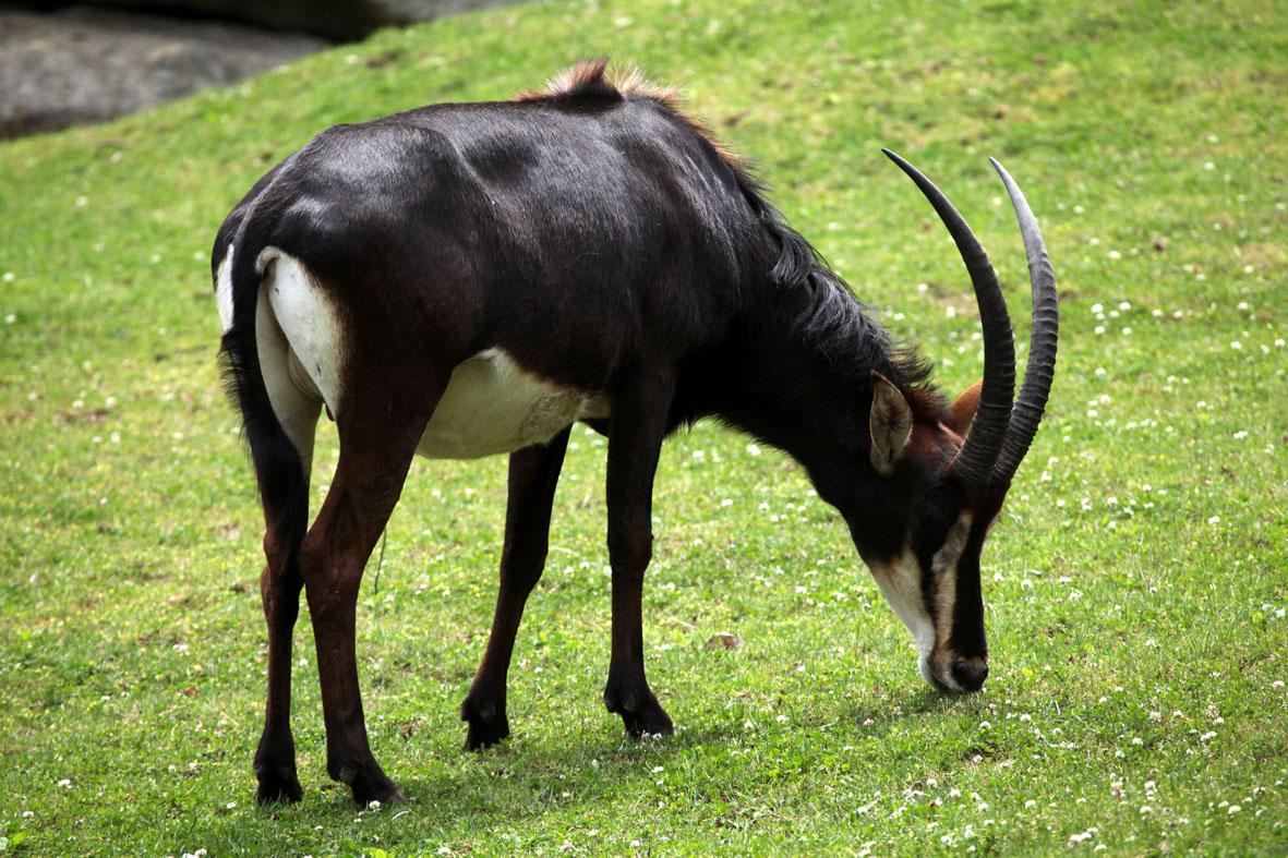 O poderoso antílope-negro