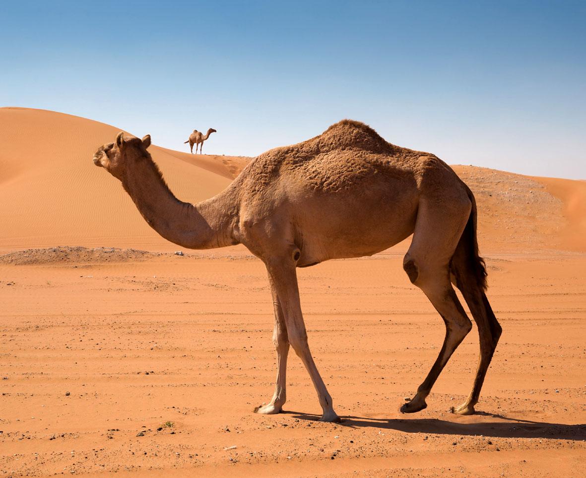 Dromedário, o dono do deserto