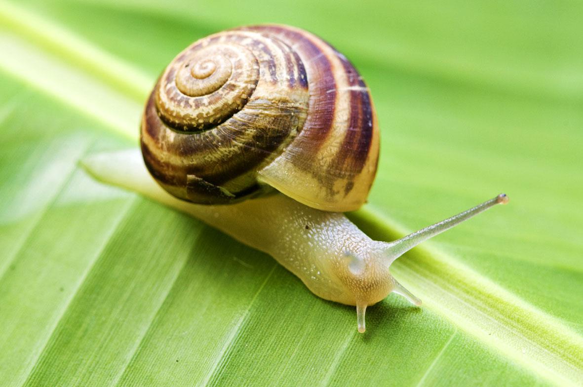 Um caracol chamado Tofo