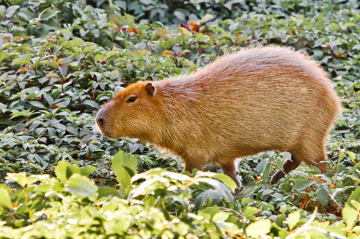 CAPIVARA FILHOTE in 2023