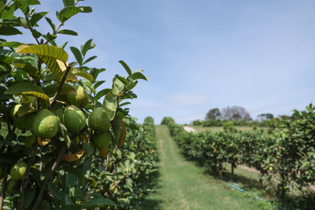 Goiaba: sistema de cultivo desenvolvido em Jundiaí produz fruta o ano todo