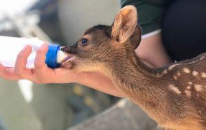 Governo de SP amplia rede de proteção de animais silvestres