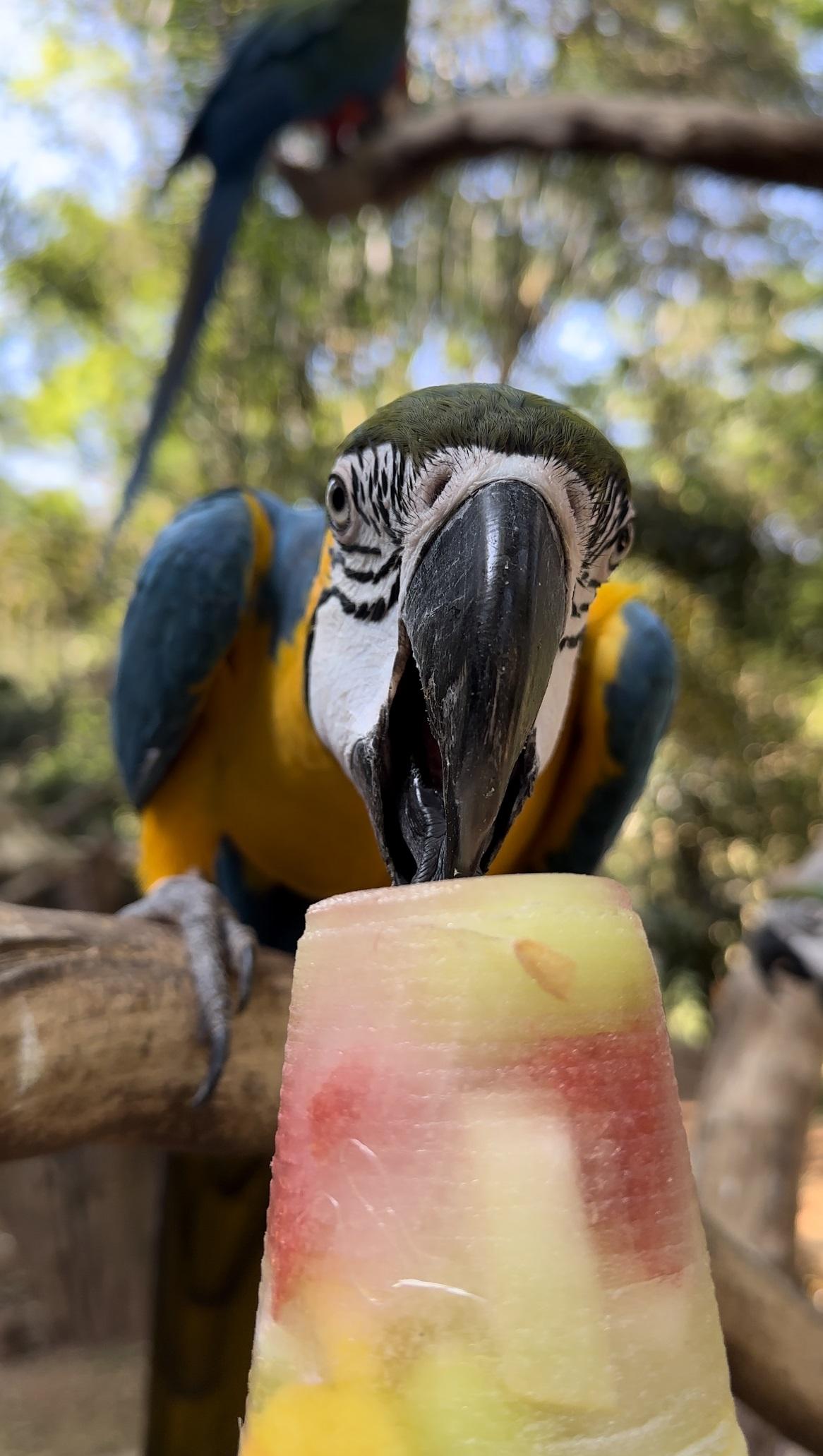 Sorvetes e picolés são inclusos no cardápio dos animais durante o calor