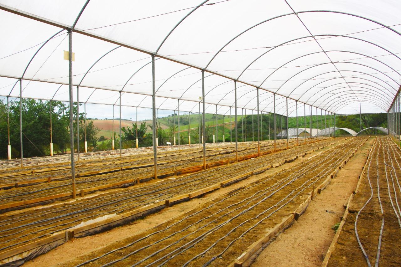 Atibaia é referência nacional com modelo para cultivo de morangos em leitos de areia 