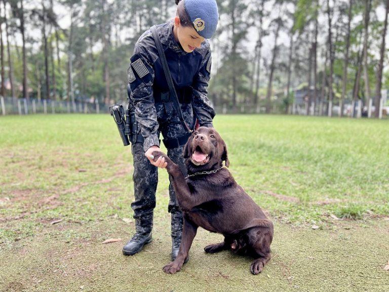 Cães policiais se destacam pelo desempenho e grandes apreensões em atividades de busca