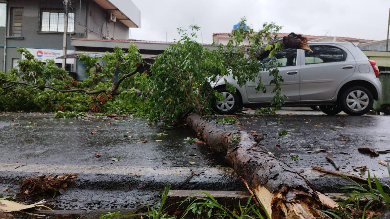 Com ventos de quase 65 km/h, Campinas registra mais queda de árvore