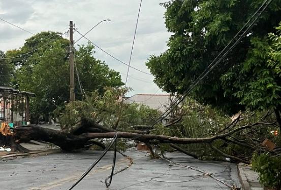 Defesa Civil registra 32 quedas de árvore na tarde desta quarta-feira em Campinas