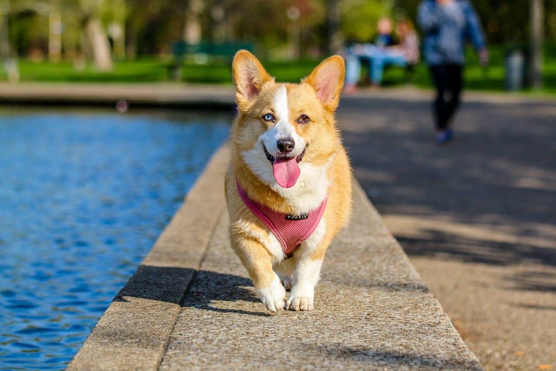 Diversão segura no verão: brincadeiras ao ar livre para seu pet