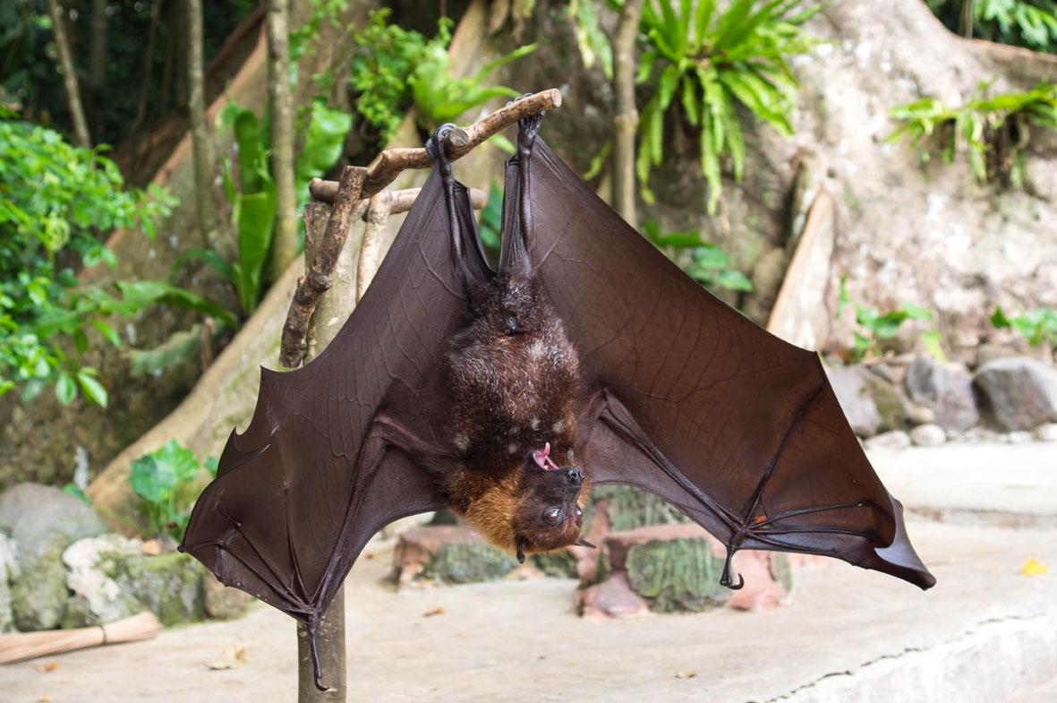 Morcego lembra assombração e mistério