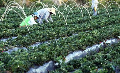 Plataforma do Desenrola renegociará dívidas de agricultores familiares