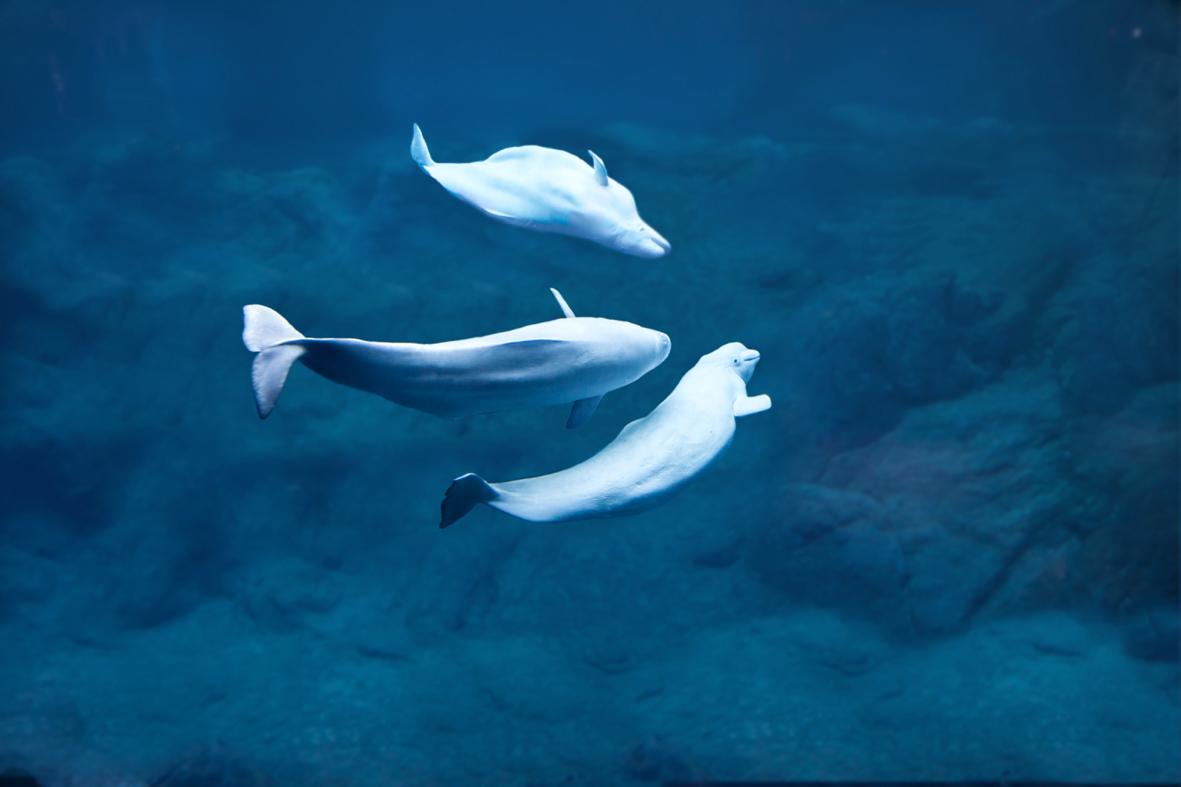 A divertida beluga