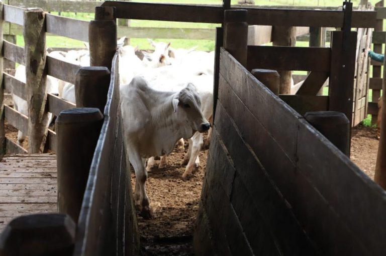 Febre Aftosa: campanha de vacinação termina na próxima quinta-feira