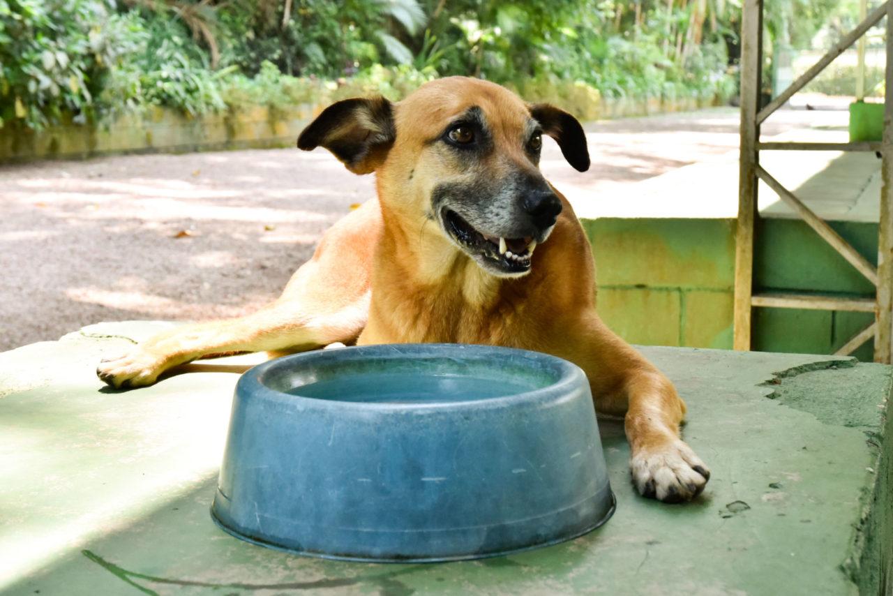 Fundação Serra do Japi ressalta a importância da hidratação para os animais nestes dias quentes