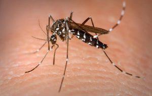 Novas tecnologias serão debatidas na Semana de combate ao Aedes aegypti, em SP