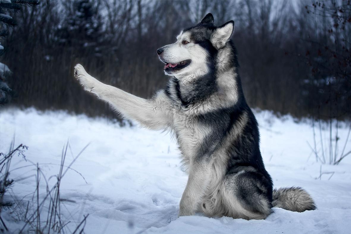 O cão que vive no gelo