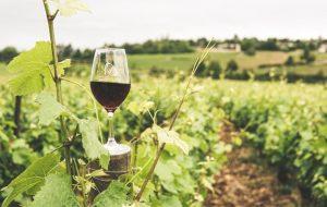 Plantação de uva para produção de vinhos em SP aumenta 8 vezes em 2023
