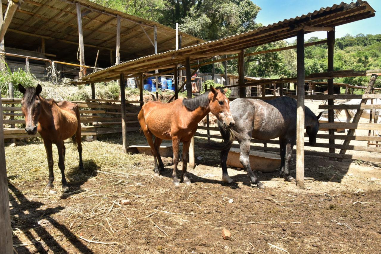 Prefeitura de Jundiaí implementa adoção de animais de grande porte