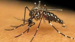 Brasil é país com mais casos de dengue no mundo, mostram dados da OMS